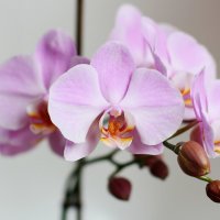 Орхидея :: Olga Al