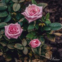Розовый сад :: Ирина Бахирева
