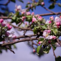 Цветущая яблоня :: Алёна Романова