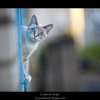 Кошка смотрит с балкона :: Сергей Селевич