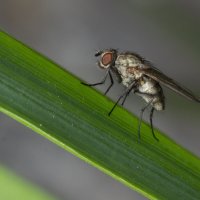 Назойливая муха. :: Igor Shoshin