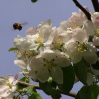пчела и яблоня :: Владимир Сачко