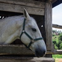 в Ясной поляне :: Ольга Колосова