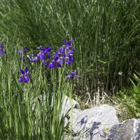 Iris Garden :: Irini Pasi