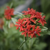 Лихнис (Lychnis) :: Svetlana Bikasheva