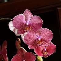 орхидея :: Yuljchik 