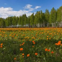 Жаркое лето :: Ольга Литвинцева