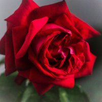 rose :: Alina Makerova