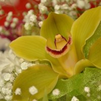 орхидея :: Анастасия Фридман