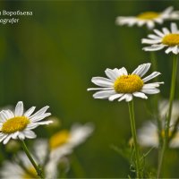 Полевые Ромашки :: Наталья Vorobjeva