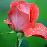 rose after rain :: Na2a6a N