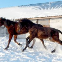 Любители побегать) :: Лиза Ворончихина