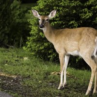 Bambi :: Irini Pasi