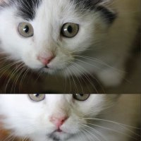 #котенок :: Анастасия Матвеева