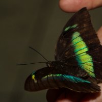 Ручная бабочка :: Михаил Бродский