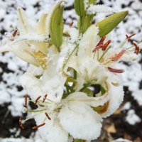 лилия в снегу :: Наталья Солнышко