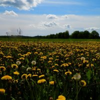 цветы на поле :: Сергей 