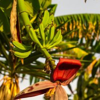 Банановая пальма :: Елена Саматова