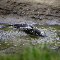 Водные процедуры.... :: Сергей Израилев