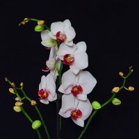 Орхидея Phalaenopsis :: Александр Морозов
