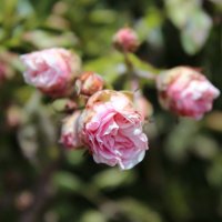 Розы :: Anastasiia_nastya 