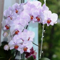 орхидея :: сергей 
