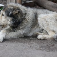 Лорд на страже. :: Руслан Грицунь