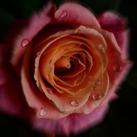 Нежность ароматных роз... :: Tatiana Kretova