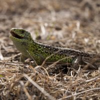 Самец прыткой ящерицы (Lacerta agilis) в угрожающей позе :: Григорий Кинёв