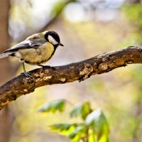 Tit walking :: Александр Коновалов