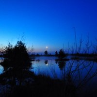Ночь на болоте... :: Anatoly Lunov