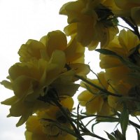 Желтые розы :: Юлия Говорова