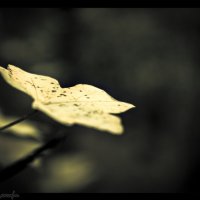 Осенний листик :: Солнечная Лисичка =Дашка Скугарева