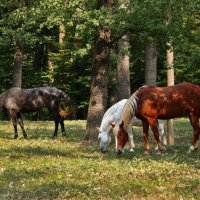Разноцветные лошадки :: Tatiana Melnikova