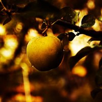 Golden Apple :: Александр Идикеев