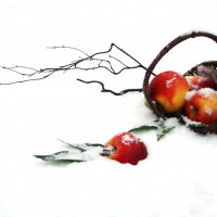 Яблоки на снегу :: Natasha Kravtseva