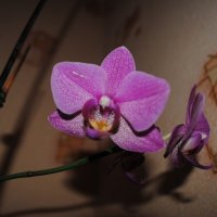 Орхидея :: Анастасия Рыжова