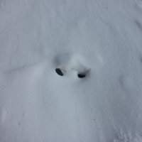 Снежный Йети :: Виктория Шорсткая