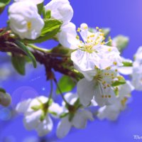 Весенний цвет... :: Photographer MarKo