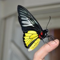 Бабочка :: Ольга Рыбакова