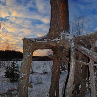 Корешки :: Альберт Беляев