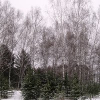 Зимний лес :: Валентина Малютина