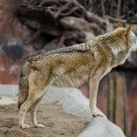 Зверушка волк :: Аркадий Баранов