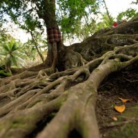 Tree of Life. Bali. Indonesia. :: Eva Langue