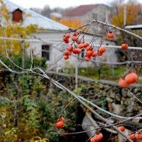 в моем саду. :: Марина Брюховецкая