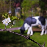 Цветок черешни :: Олег Каплун