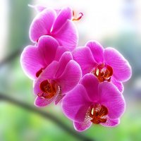 Орхидеи :: Сергей Назаркин