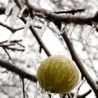 яблоня во льду ... :: Виктория Беликова