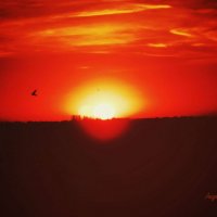 Восходящее солнце :: Анжелика Судникова