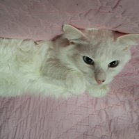 мой кот Снежок :: Наталия Шляхтова